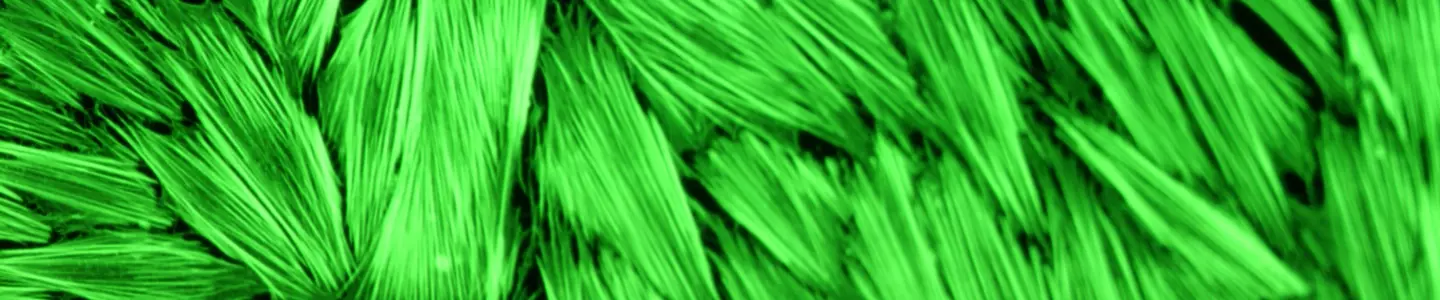 Green human colon fibroblasts.
