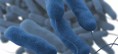 This illustration depicts a three-dimensional (3D), computer-generated image of a group of Gram-negative, Legionella pneumophila bacteria. The artistic recreation is based upon scanning electron microscopic (SEM) imagery. The image shows several blue, rod-shaped bacteria with textured surfaces and some with visible flagella.