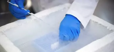 Gloved hands on tray of vials, in vapor in cryopreservation container.