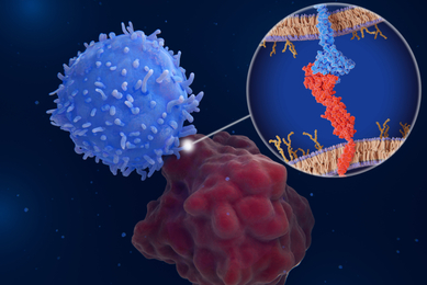 Immune checkpoint: Interaction between PD-1 (blue) on a T-cell and PD-L1 (red) on a cancer cell and PD-L1 inhibits T-cells