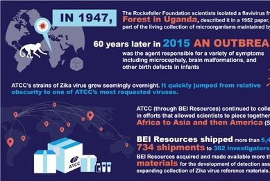 Zika epidemic infographic.jpg