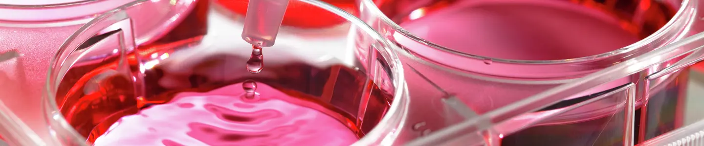 Pipette filling a well-plate with pink media