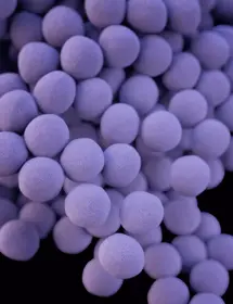 Round, floating, purple-blue balls of staphylococcus aureus bacteria.