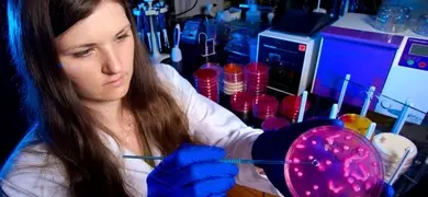 A laboratory technician wearing blue gloves and a white lab coat is holding a petri dish with pink bacterial colonies. The technician is using an inoculating loop to transfer or examine the bacteria. In the background, there are stacks of petri dishes, laboratory equipment, and various scientific instruments.