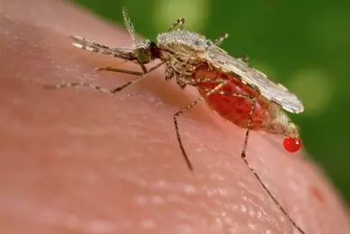Female Anopheles stephensi mosquito obtaining a blood meal from a human host through its pointed proboscis.