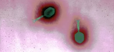 Green Myoviridae bacteriophage with tail.