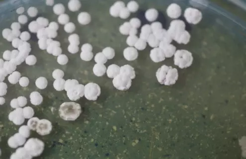 Bacteria in the petri dish for Microbiology in Lab.