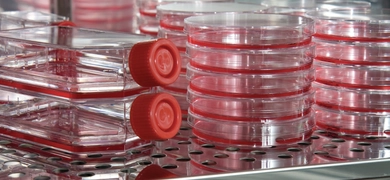Short stacks of culture flasks and petri dishes containing red media.