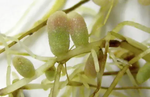 Closeup of icy, green roots and rod-shaped peas