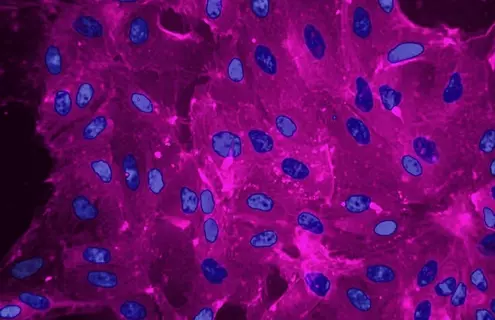 Purple and blue canine kidney cells.