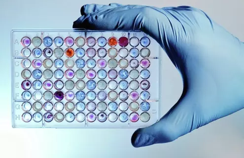 A blue-gloved hand holding a 96-well plate.