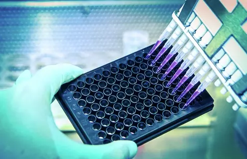 A scientist distributes a liquid throughout a cell culture plate with a multichannel pipette