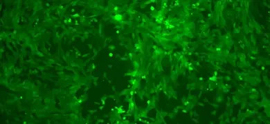 21OCT24 4T1-GL-M before SC (in 1T-225) day3 iafter SC GFP-2.jpg