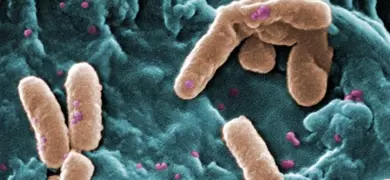 A scanning electron microscopic (SEM) image of a number of rod-shaped, Gram-negative, Pseudomonas aeruginosa bacteria.