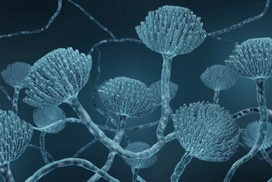 3D illustration of Candida fungi