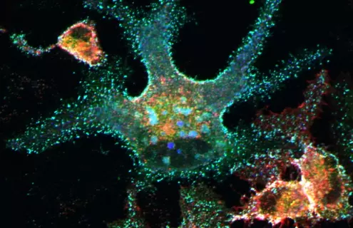 Blue green and red rat peripheral blood.