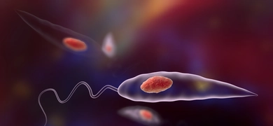 Microscopic view of Leishmaniasis parasites, showing elongated transparent bodies with red spherical structures inside and long, wavy tails.
