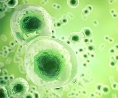 Green cell nucleus.