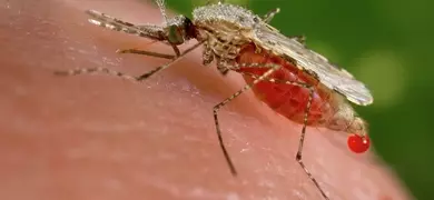 Female Anopheles stephensi mosquito obtaining a blood meal from a human host through its pointed proboscis.