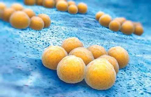 Yellow balls of Staphylococcus, aureus bacteria.