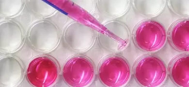 A pipette is dispensing pink liquid into a well plate with multiple wells, some of which are already filled with the pink liquid while others remain empty.