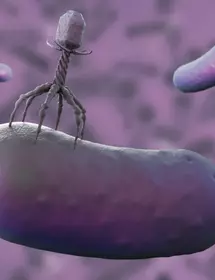 Gray six-legged bacteriophage flanked by two purple, floating rods.