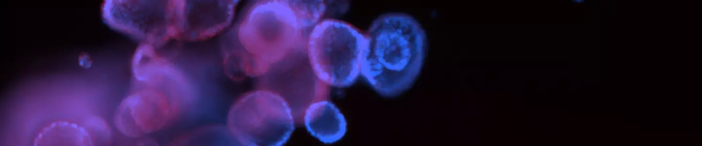 Blue and purple ecad488 organoid cells.