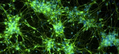 Green and blue dopaminergic neural progenitor cells
