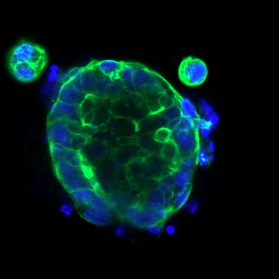 PDM-411 phalloidin dapi_02.jpg