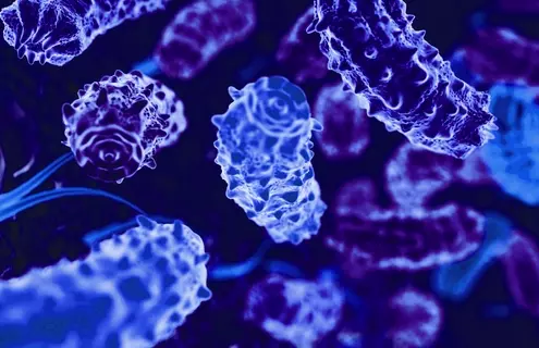 Rod-shaped, purple, blue, fluorescent, knobby bacteria with teeth-like ends.