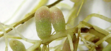 Closeup of icy, green roots and rod-shaped peas