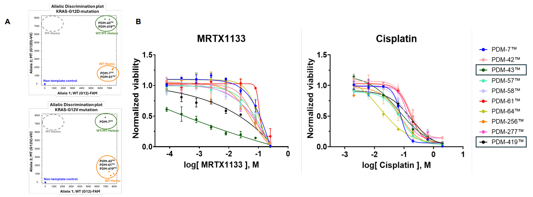 The image shows two allelic discrimination plots for KRAS mutations (G12D and G12V) on the left and two drug response curves for MRTX1133 and Cisplatin on the right, comparing normalized viability across multiple PDM models. Each curve represents a different PDM sample with varying sensitivity to the drugs.