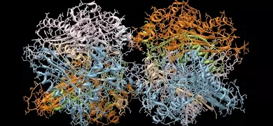 A high-resolution 3D molecular model of a ribosome displays the intricate arrangement of proteins and RNA strands in vibrant colors—blue, orange, green, and white—set against a black background.