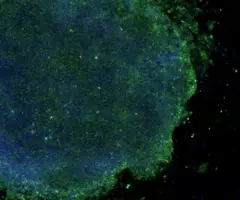 Blue and green embryonic induced pluripotent stem cells.