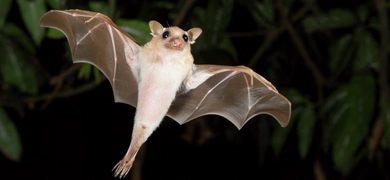 A bat flying at night with its wings fully extended, surrounded by dark foliage.