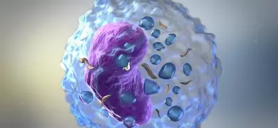 Blue lymphoctye white blood cells.