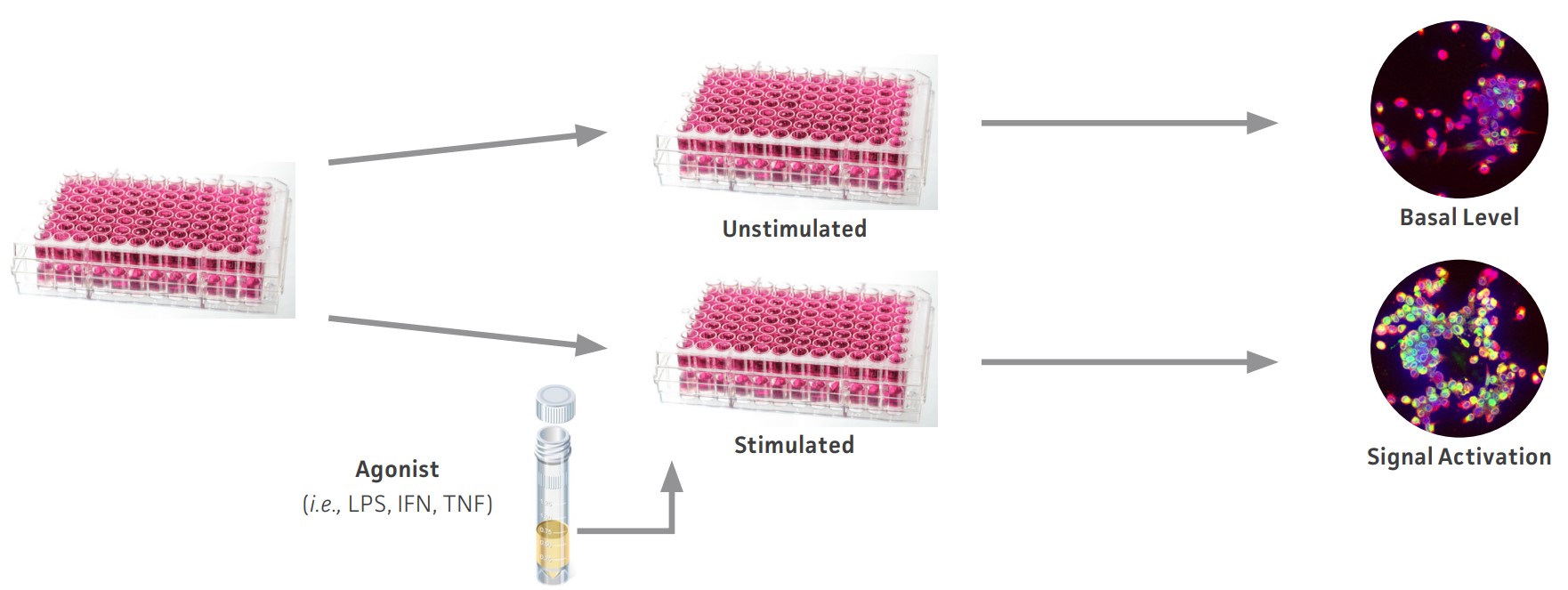 Quantitation of immunomodulation made easy