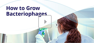 A person with long hair tied back, wearing a lab coat and gloves, uses a pipette in a laboratory. The image includes the text 'How to Grow Bacteriophages' and a play button icon, suggesting it is a video thumbnail.