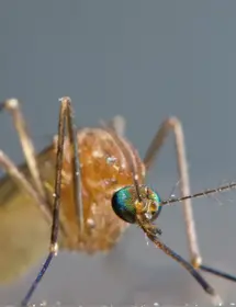 Closeup of a mosquito, focused on the eyes, antenna, and the mouthpart.