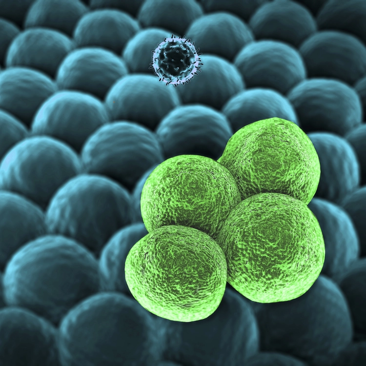T-lymphocyte cancer cells.