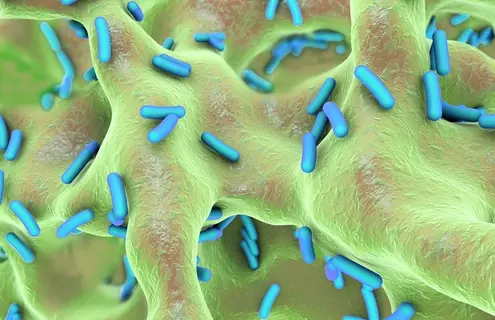 Green and blue rod shaped bacteria.