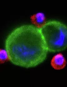 Green red and blue H1650 lung cancer cells.