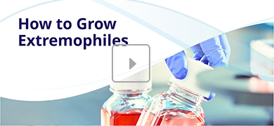 A laboratory scene with two glass containers filled with red liquid, one held by a gloved hand. The text "How to Grow Extremophiles" appears on the image, with a play button icon in the center indicating a video thumbnail.