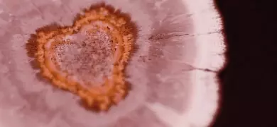 Pink and orange streptomyces roseosporus.