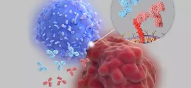 The image shows a blue immune cell interacting with a red cancer cell. Various antibodies are depicted in blue and red, targeting the interaction site between the two cells. An inset magnifies the interaction area, illustrating how immune checkpoint inhibitors work by blocking specific proteins on the surface of these cells.
