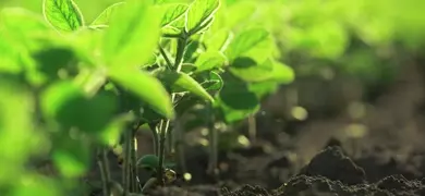Row of bright, green soybean plants with small leaves in a row, some out of focus.