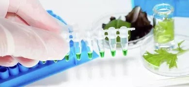 White gloved-fingers holding a string of small vials containing green media with wells and petri dishes with plants on a table.
