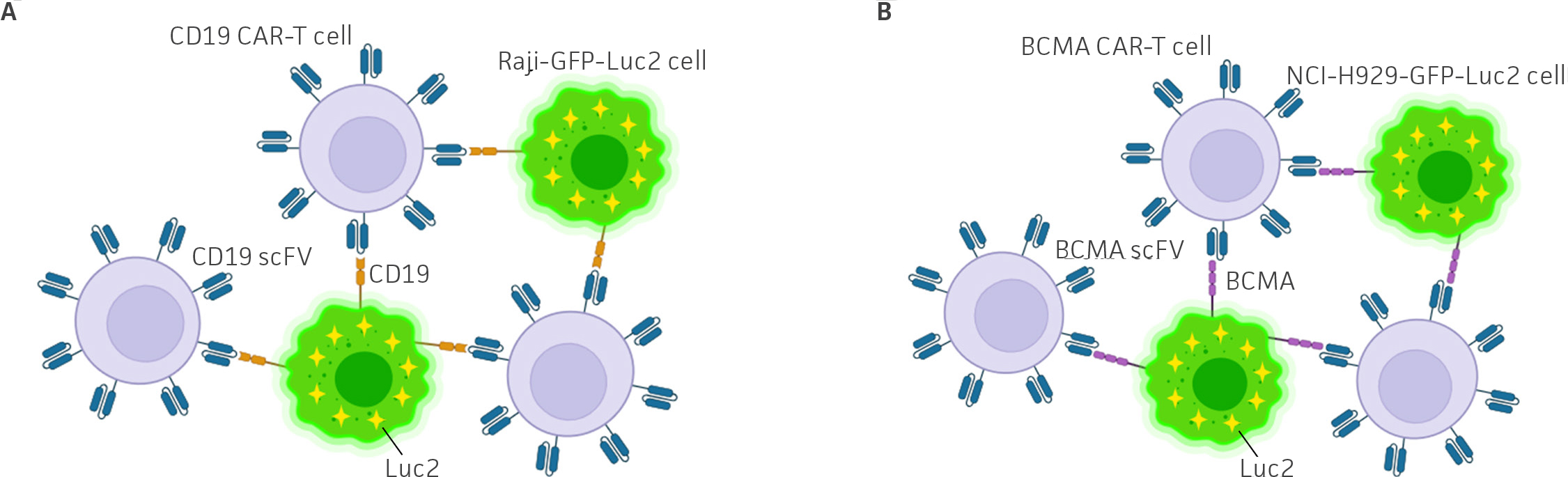 Schematic showing CD19 CAR-T cells targeting Raji-GFP-Luc2 cells via CD19 scFV, and BCMA CAR-T cells targeting NCI-H929-GFP-Luc2 cells via BCMA scFV. Both cell types express GFP-Luc2 and are shown interacting with antigen-specific CAR-T cells.