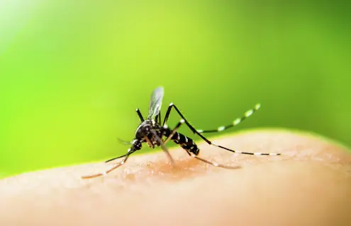 Closeup of a black thin mosquito biting human skin with a blurry, green background.