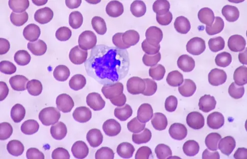Red blood cells.